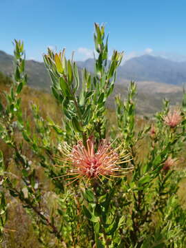 Imagem de <i>Leucospermum <i>tottum</i></i> var. tottum