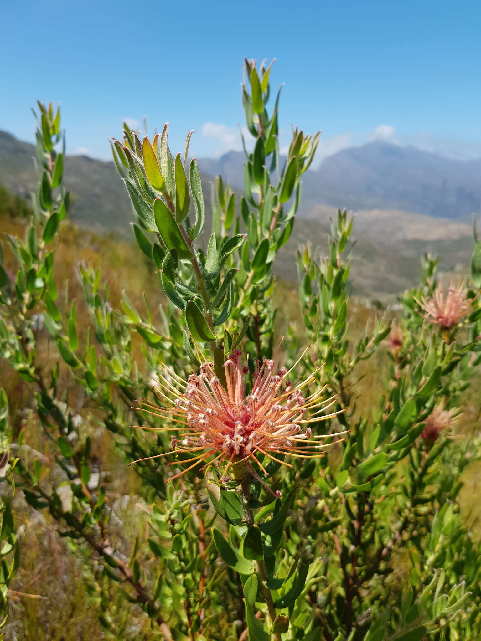 Plancia ëd <i>Leucospermum <i>tottum</i></i> var. tottum