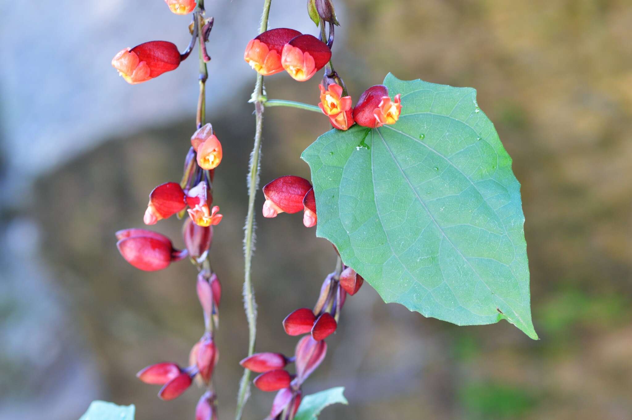 Plancia ëd Thunbergia coccinea Wall.