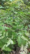 Imagem de Adiantum polyphyllum Willd.