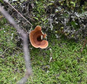 Image of Coltricia australica L. W. Zhou, Tedersoo & Y. C. Dai 2013