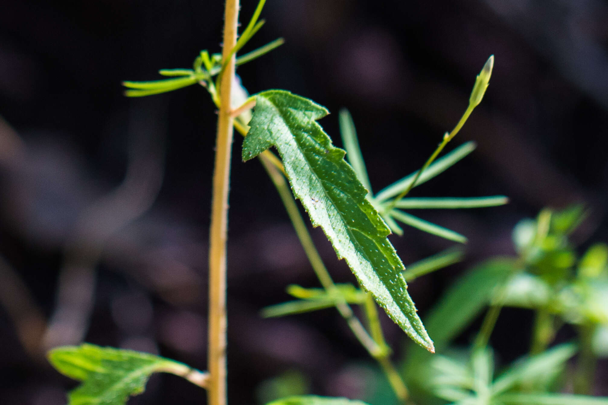 Image of isolated blazingstar