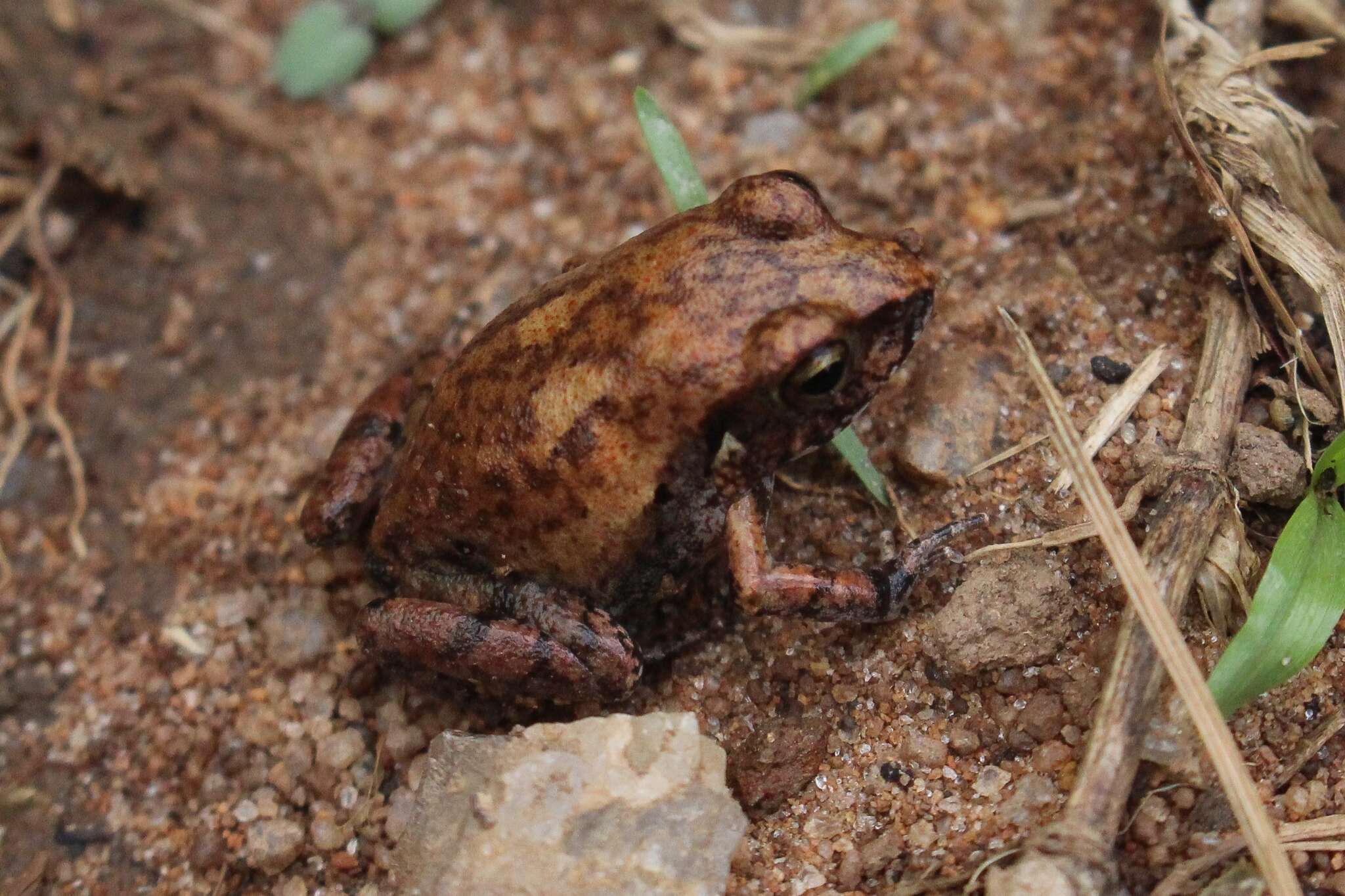 Arthroleptis stenodactylus Pfeffer 1893的圖片