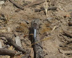 Image of Orthetrum caledonicum (Brauer 1865)