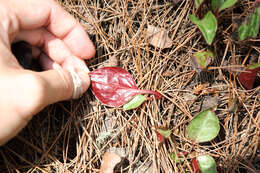 Image of Pyrola japonica Klenze ex Alef.