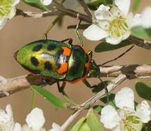 Image of <i>Scutiphora pedicellata</i>