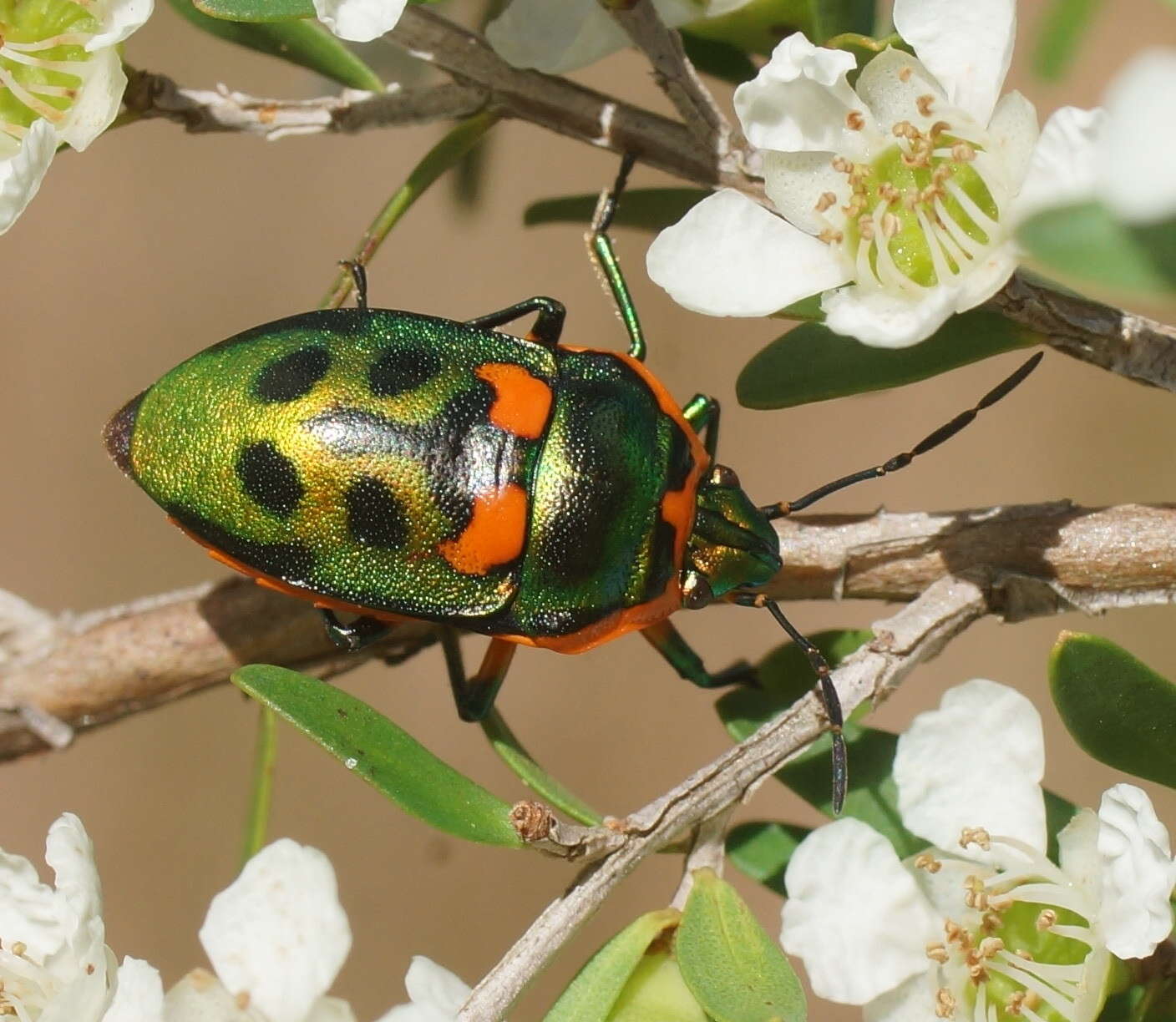 Image of <i>Scutiphora pedicellata</i>