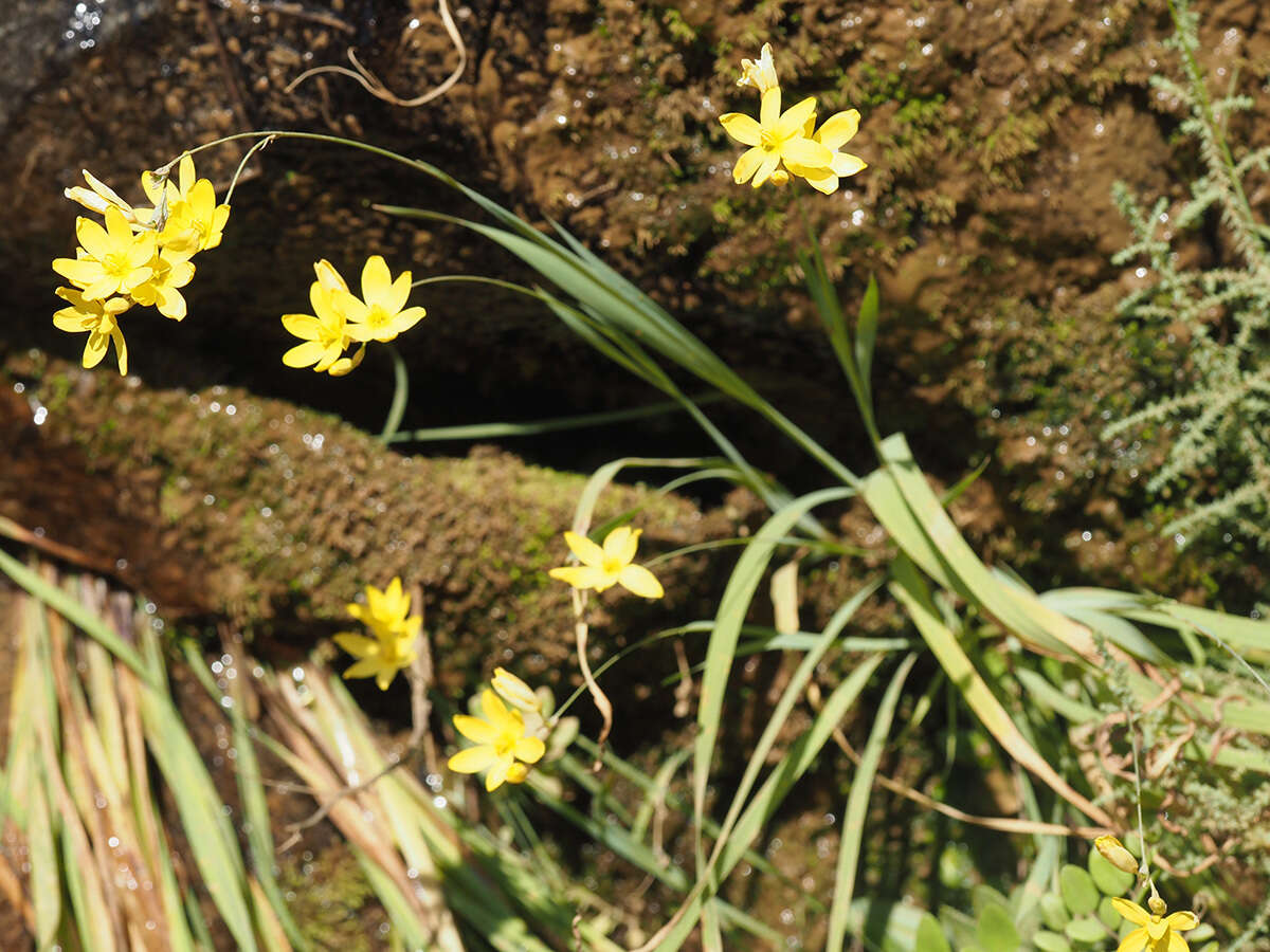 Image of Ixia angelae Goldblatt & J. C. Manning