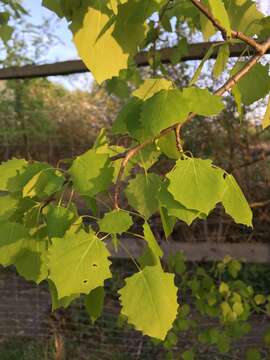 Image of Common Aspen