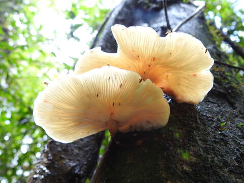 Image of Lentinula raphanica (Murrill) Mata & R. H. Petersen 2001