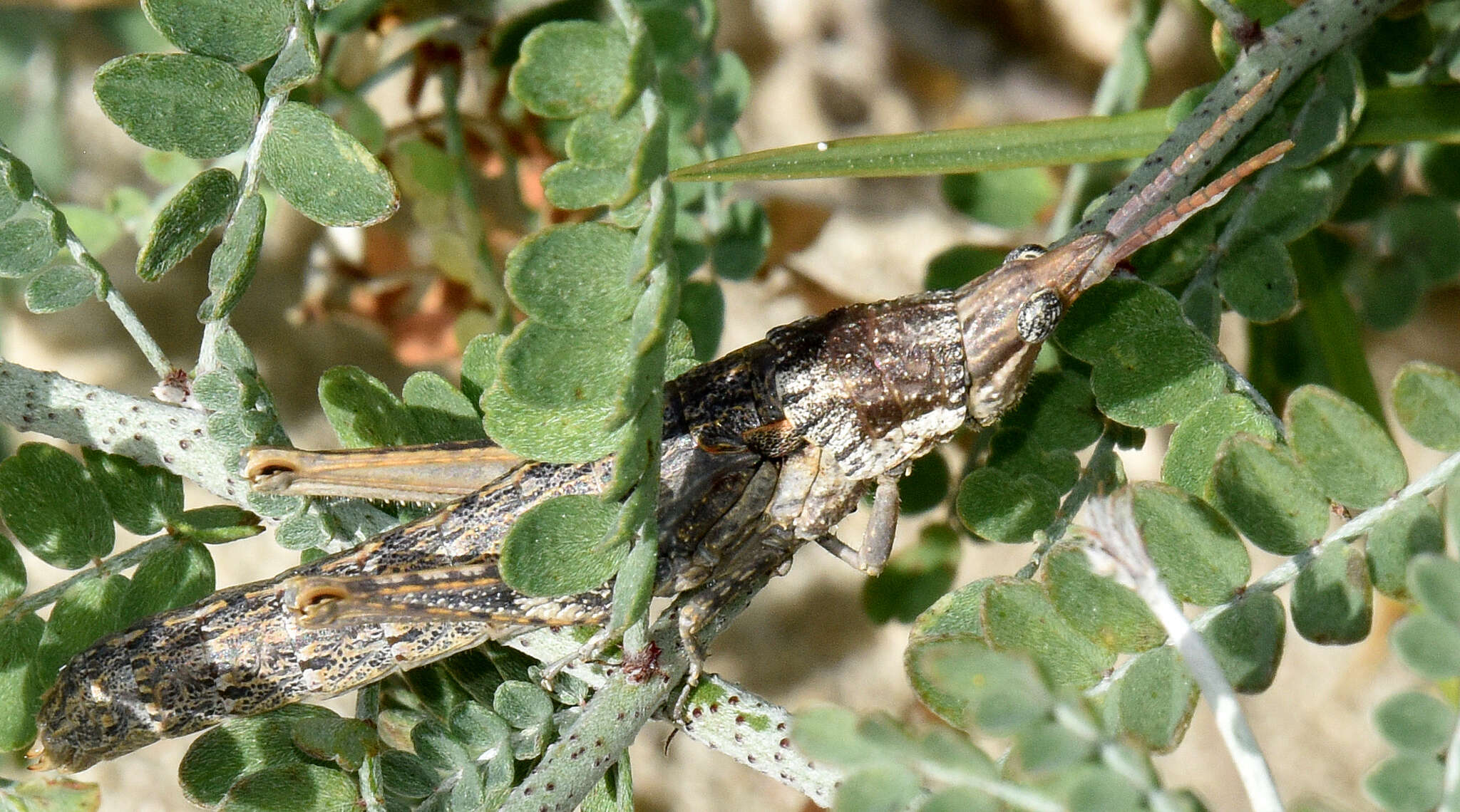 Plancia ëd Ichthiacris (Ichthiacris) rehni Bolívar & I. 1905