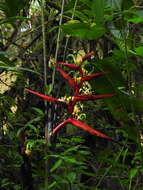 Sivun Heliconia burleana Abalo & G. Morales kuva