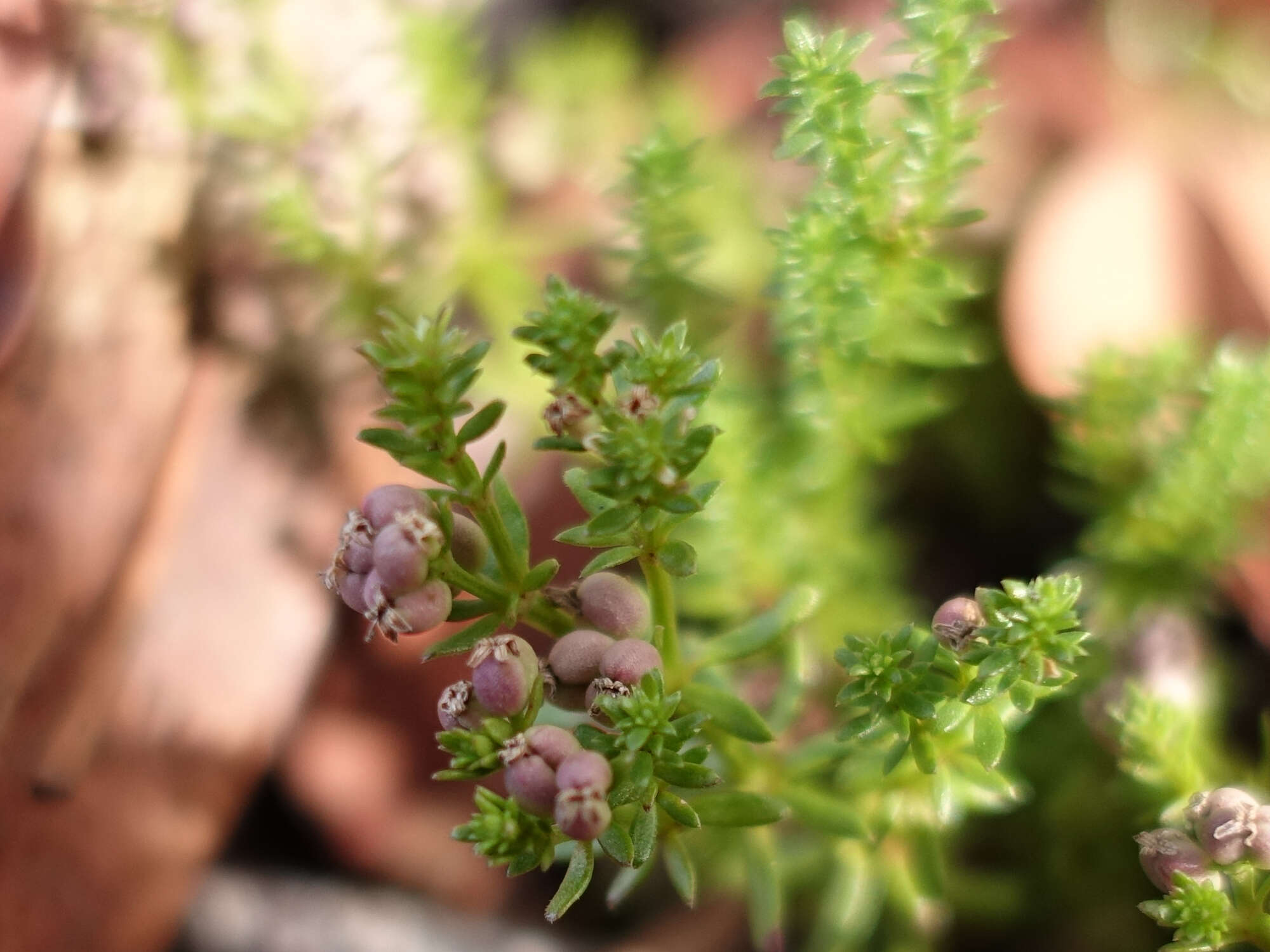 Imagem de Asperula gunnii Hook. fil.