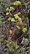 Image of Crassula pubescens subsp. pubescens