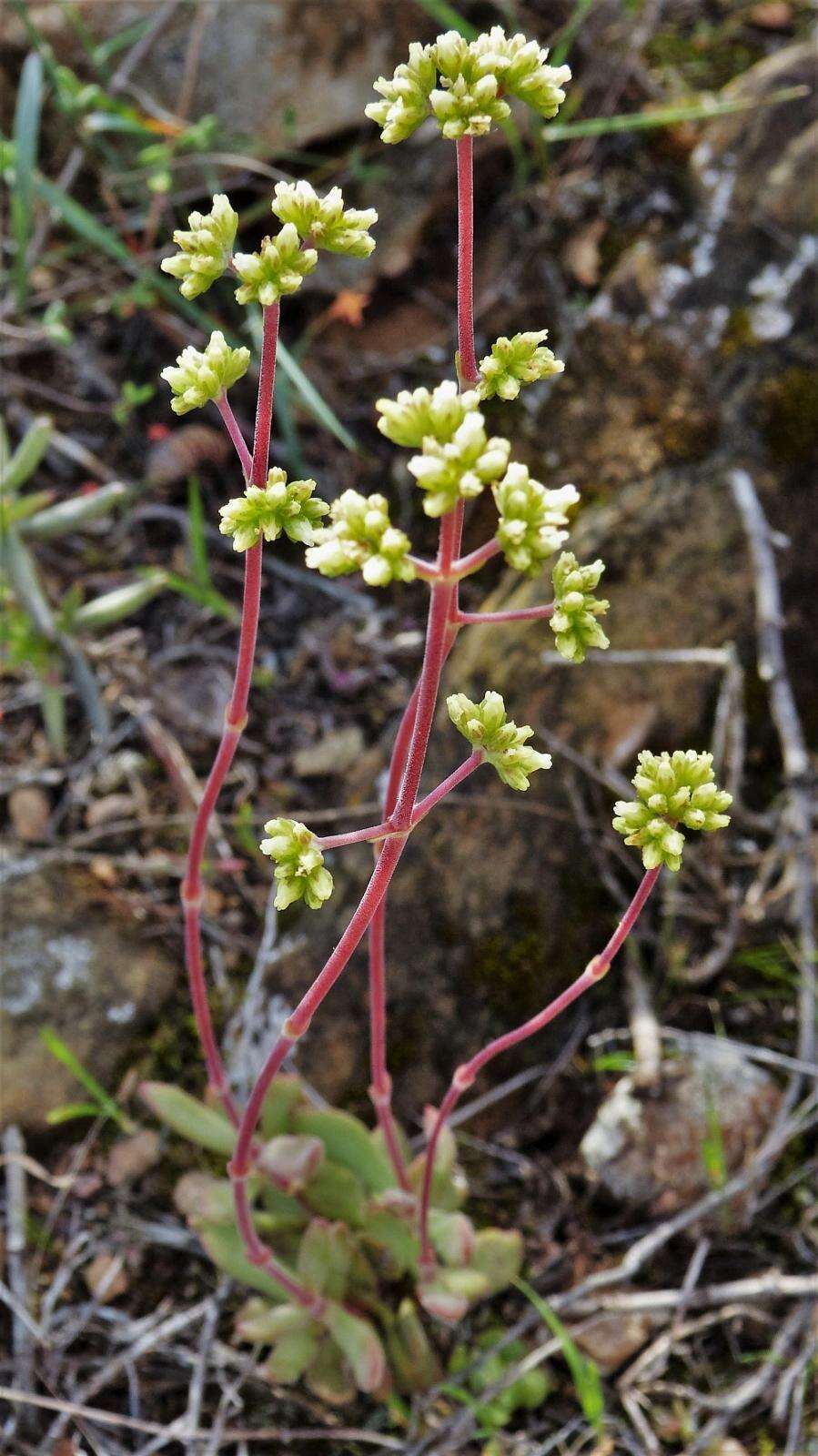 Image of Crassula pubescens subsp. pubescens