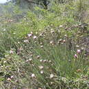 Image of Centaurea carratracensis Lange