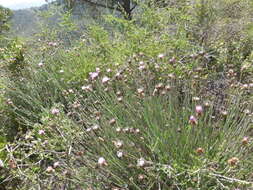 Centaurea carratracensis Lange的圖片