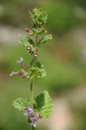 Lophanthus schrenkii Levin resmi