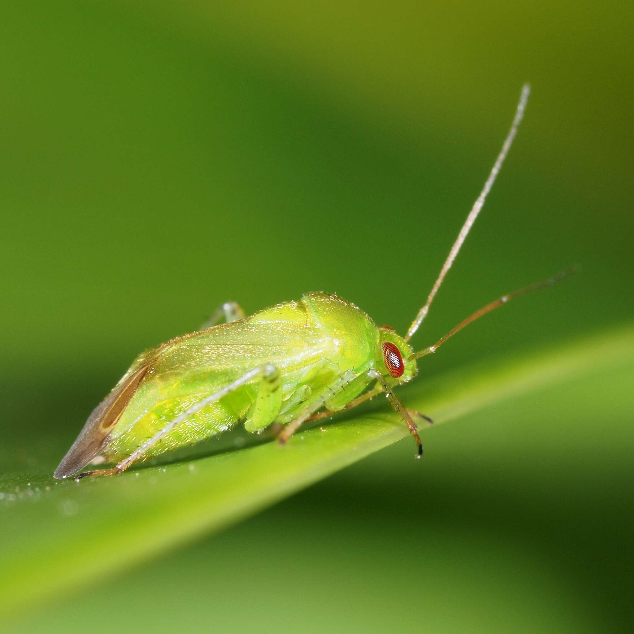 صورة Apolygus spinolae (H. Meyer-Dur 1841)