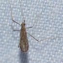 صورة Erioptera (Mesocyphona) tantilla Alexander 1916