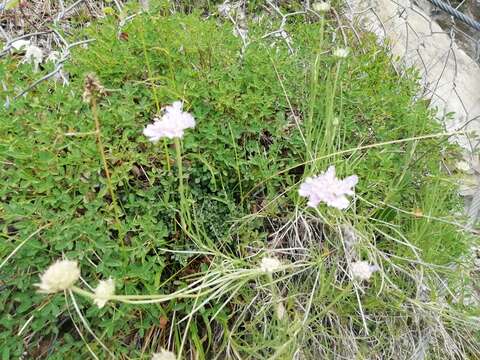 Image of Lomelosia graminifolia (L.) W. Greuter & Burdet