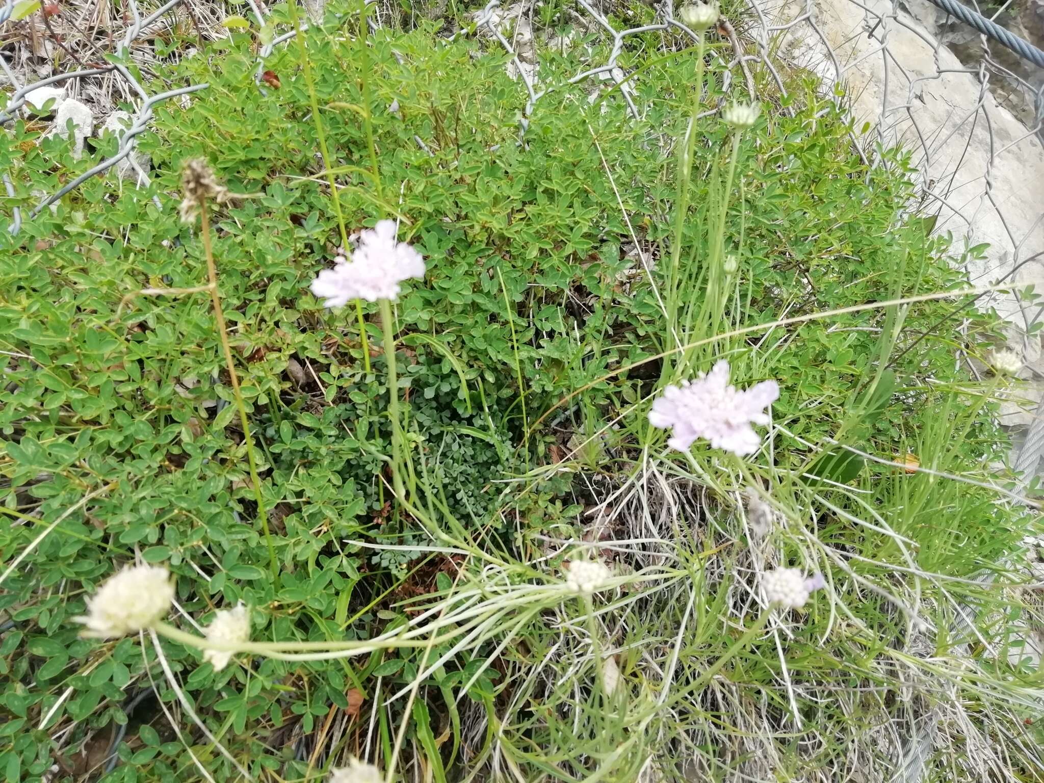 Sivun Lomelosia graminifolia (L.) W. Greuter & Burdet kuva