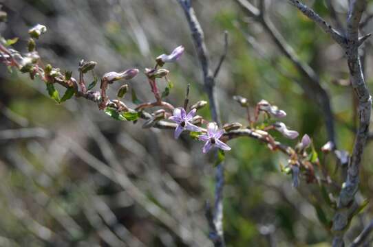 Слика од Cyphia crenata (Thunb.) C. Presl