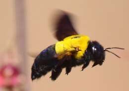 Imagem de Xylocopa calens Lepeletier 1841