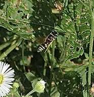 Image of Philanthus lepidus Cresson 1865