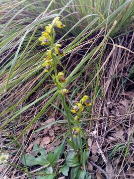 Image of Ophrys battandieri E. G. Camus