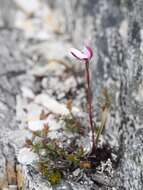 Image of Caladenia lyallii Hook. fil.