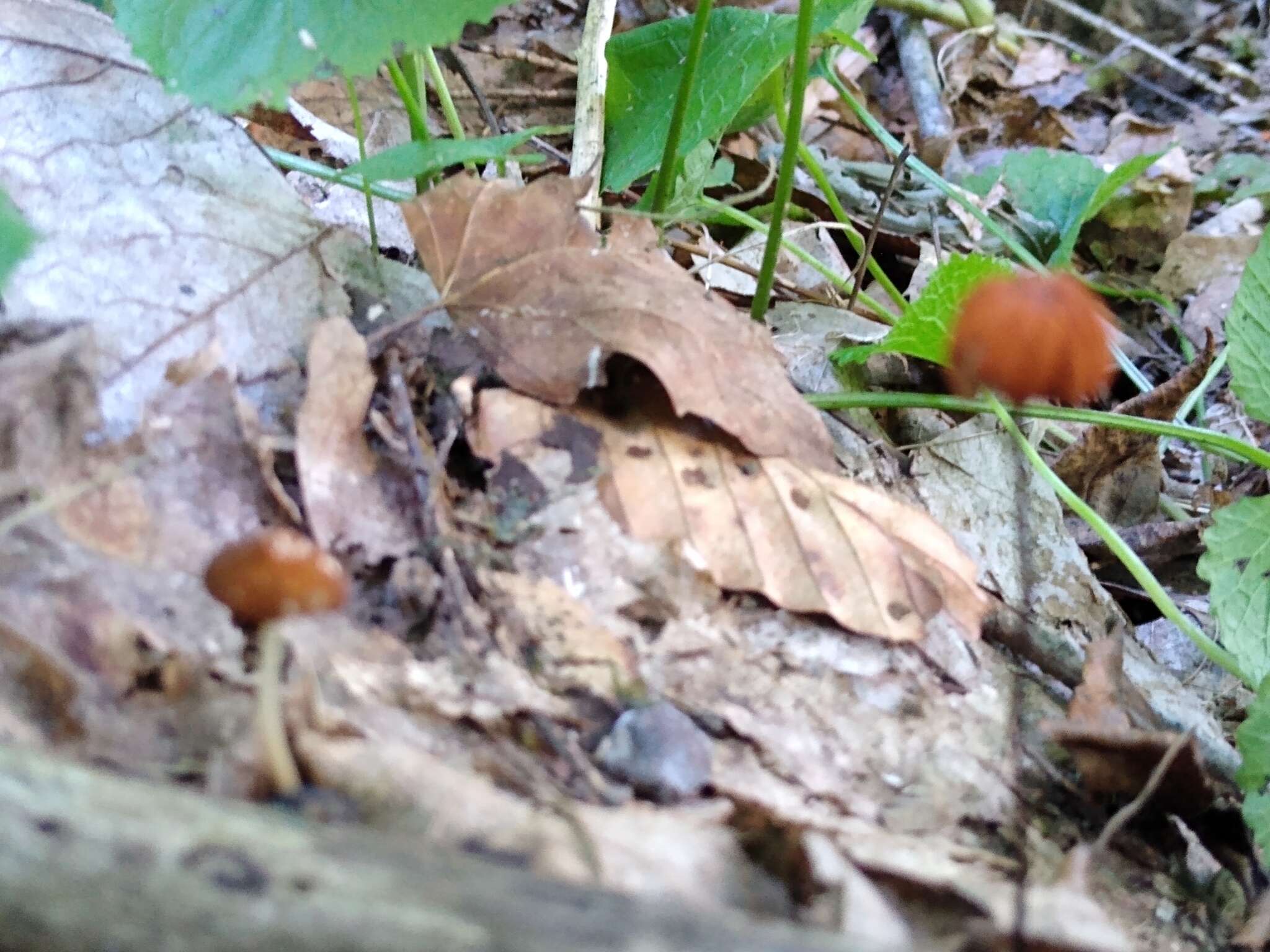 Image de Marasmius fulvoferrugineus Gilliam 1976