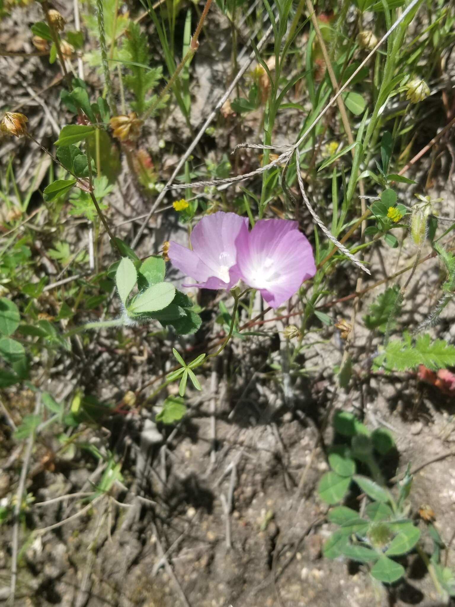 Image of waxy checkerbloom