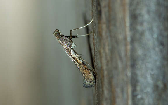 Imagem de Caloptilia umbratella (Braun 1927)