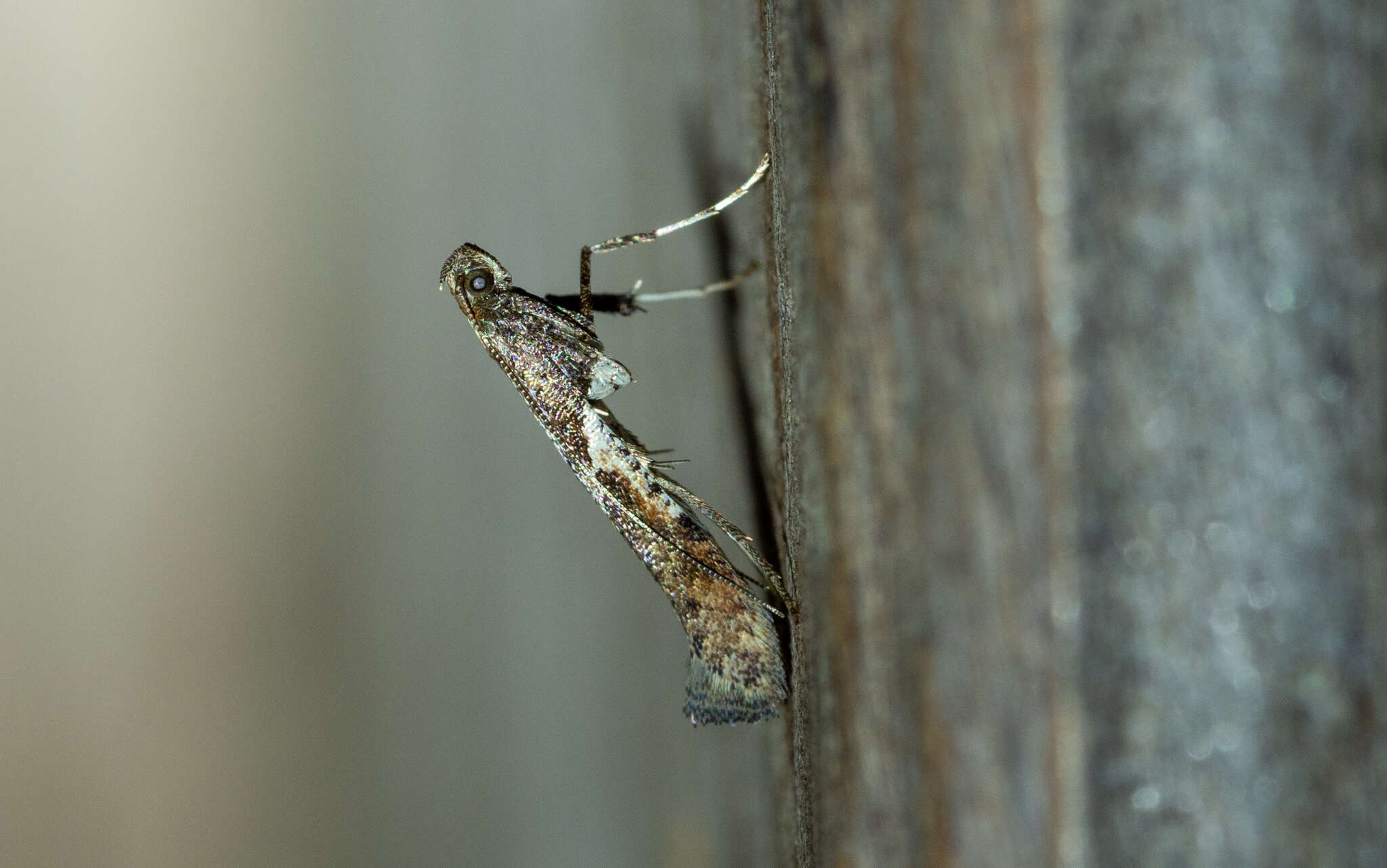 Imagem de Caloptilia umbratella (Braun 1927)