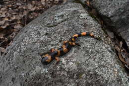 Image of Common Ensatina