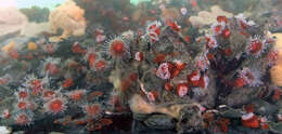 Image of Strawberry anemones