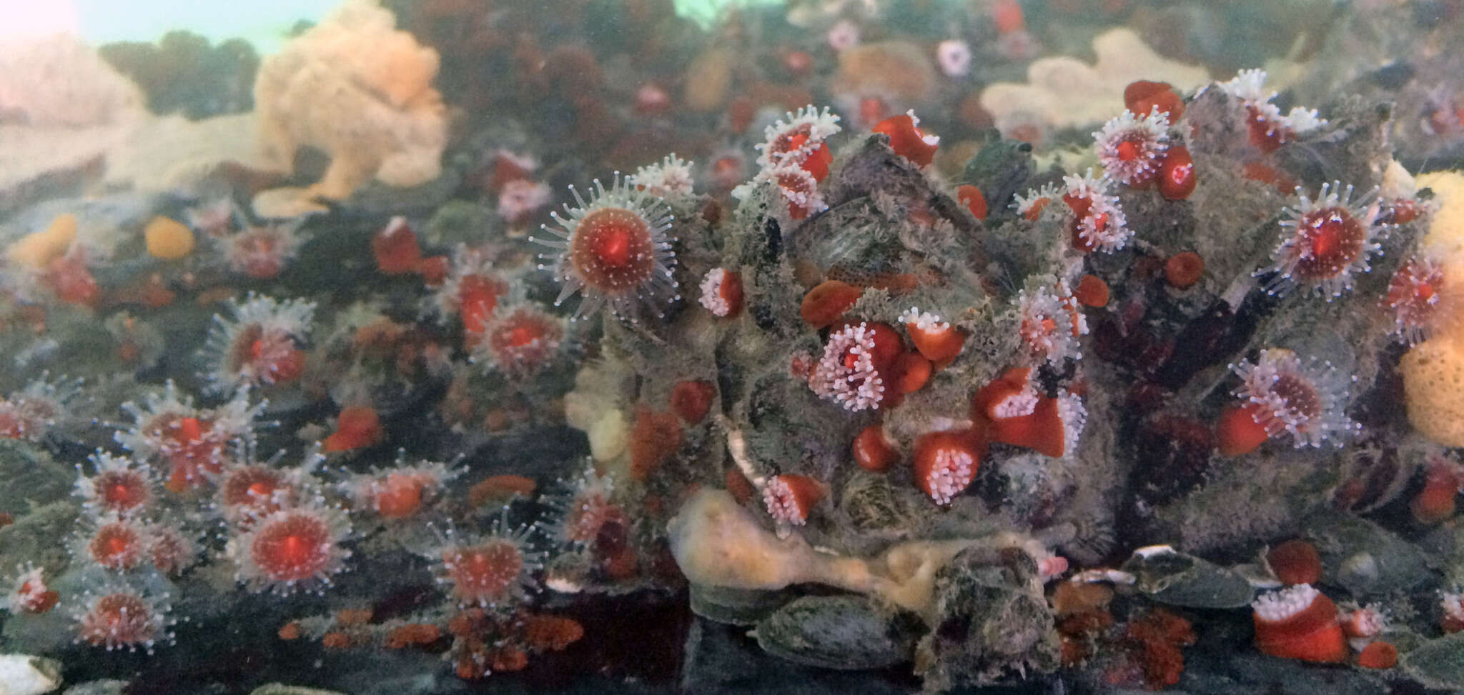 Image of Strawberry anemones