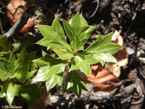 Image of Azorella spinosa (Ruiz & Pav.) Pers.