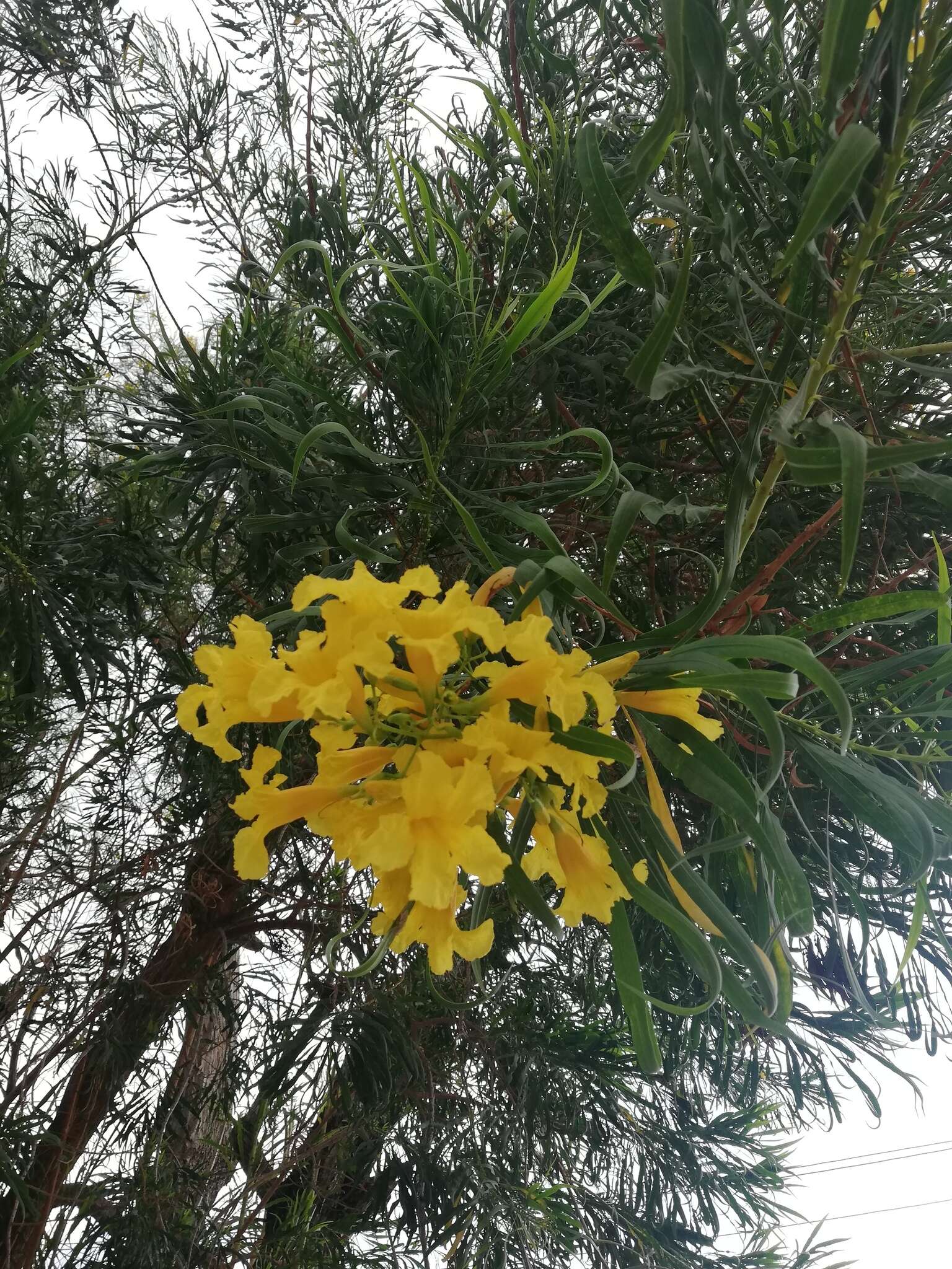 Image of Astianthus