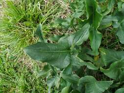 Plancia ëd Arum italicum subsp. albispathum (Steven ex Ledeb.) Prime