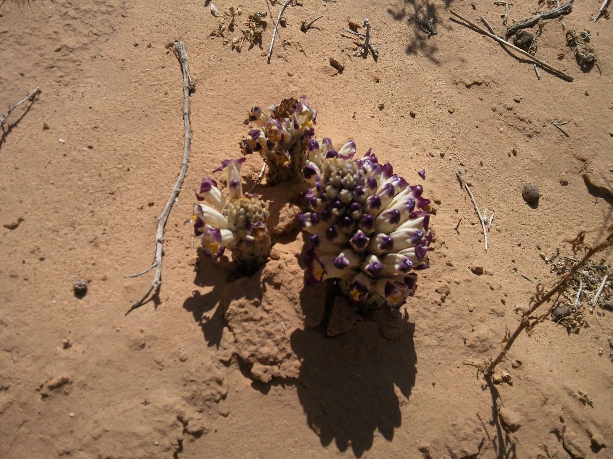 Image of Cistanche violacea (Desf.) G. Beck