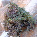 Image of Barleria rigida Willd. ex Nees