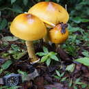 Image of Amanita hayalyuy D. Arora & G. H. Shepard 2008