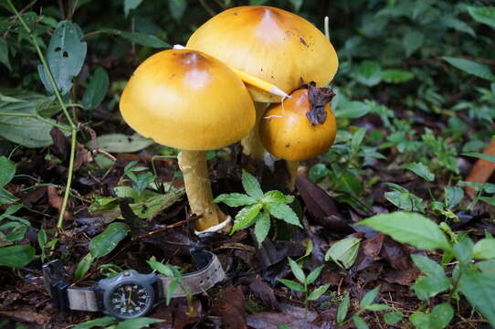 Image of Amanita hayalyuy D. Arora & G. H. Shepard 2008