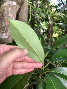 Image of Syzygium densinervium (Merr.) Merr.