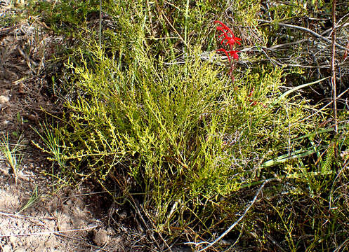 Image of Thesium confusum J. C. Manning & F. Forest