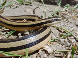 Image of Striped Road Guarder