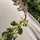 Thymus pulegioides subsp. pulegioides resmi