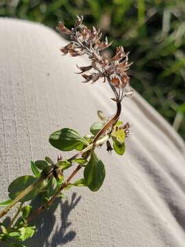 Plancia ëd Thymus pulegioides subsp. pulegioides